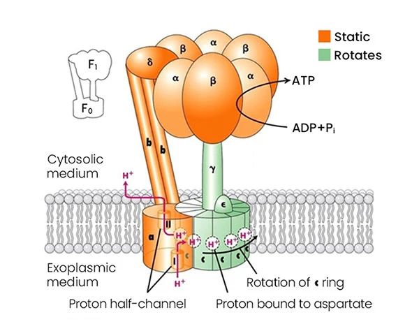 ATP質(zhì)子泵