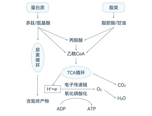 蛋白質(zhì)和脂肪酸的降解