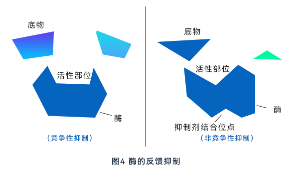 酶的反饋抑制