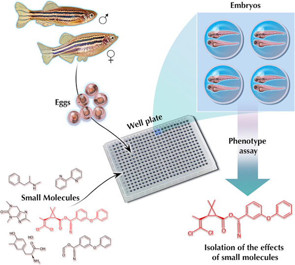 斑馬魚用于新型心血管藥物高通量篩選的研究