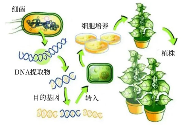 基因改良之農業(yè)應用