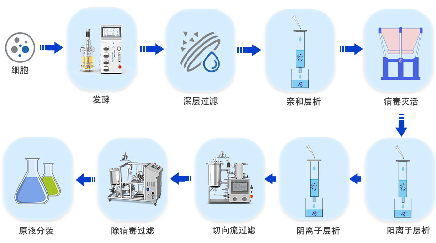 重組蛋白工藝